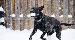 snow dog.jpeg