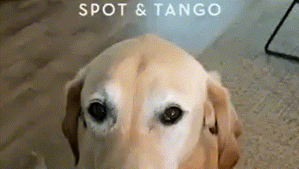 Spot and Tango Dog Day.gif
