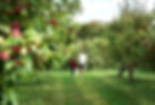 Apple Orchard_edited.jpg