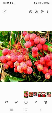 Red ball Lychee ( Air layered Plants)