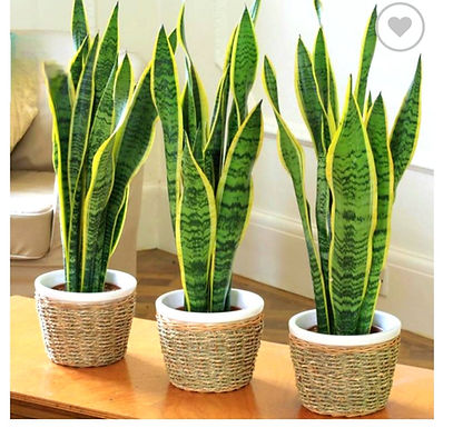 Snake Plant( Sansevieria trifasciata). These plants come up with decorative pots but the pot may be different in style and colour.
