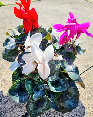 Cyclamen flower Plant