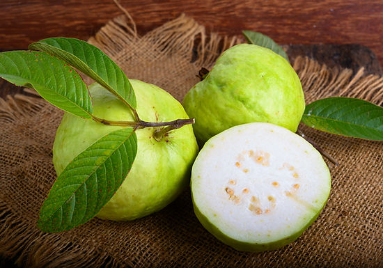 Indian White Guava Plants