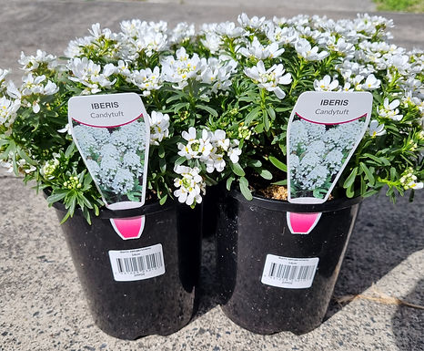 Candytuft Flower Plants (Iberis)