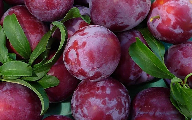 Santarosa Plum Tree