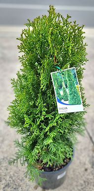 Thuja Smaragd Plant