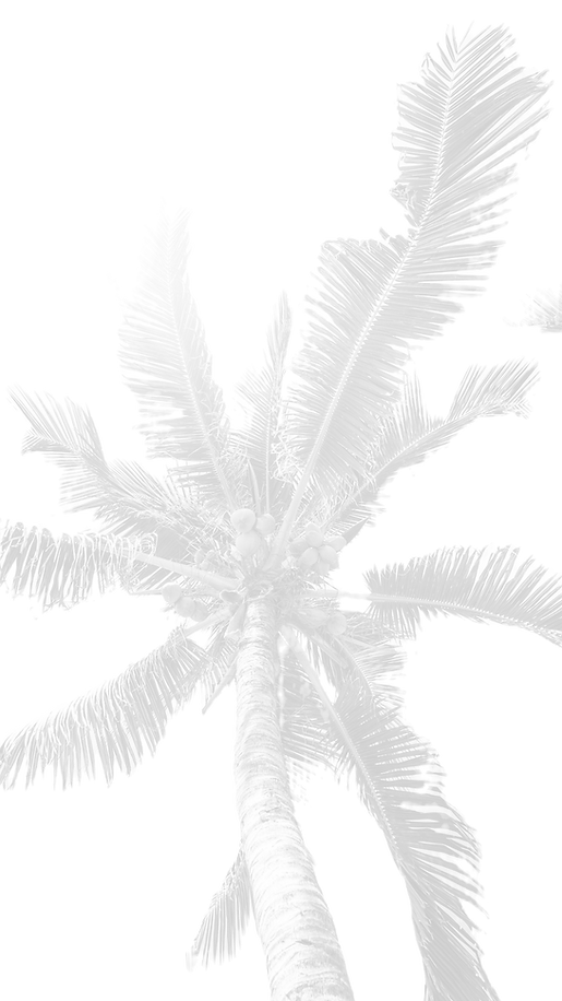 Palm Tree Leaves_edited.png