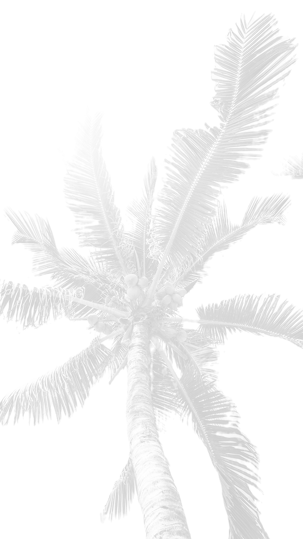 Palm Tree Leaves_edited.png