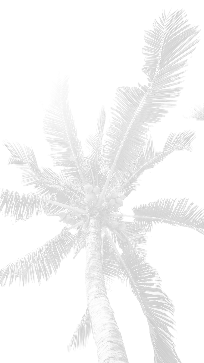 Palm Tree Leaves_edited.png