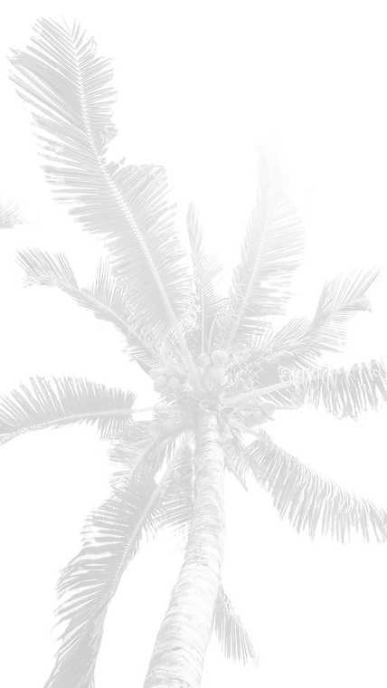 Palm Tree Leaves_edited_edited.png