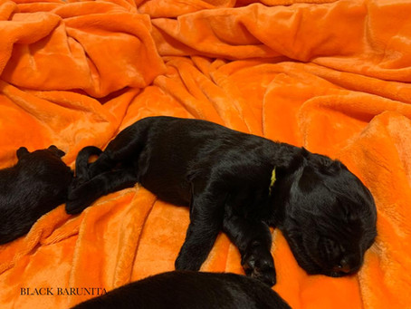 Unser Tagebuch "A- Wurf" Black Barunita