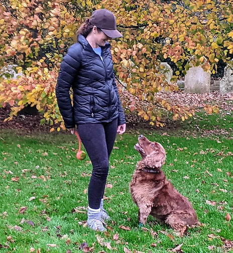 Working Cocker Spaniel in Training