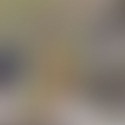 Dogs playing tug-of-war