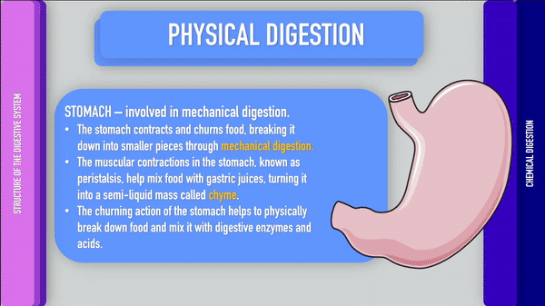 digestive animation.gif
