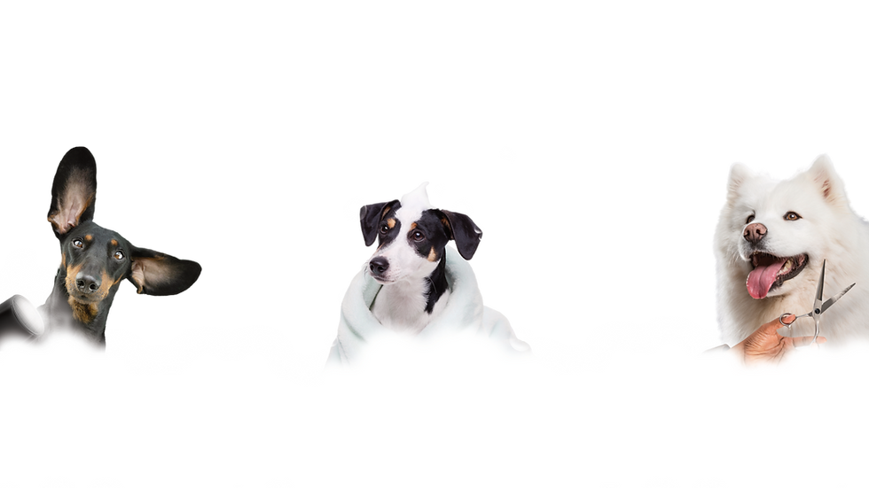 WEBSITE FOOTER.png
