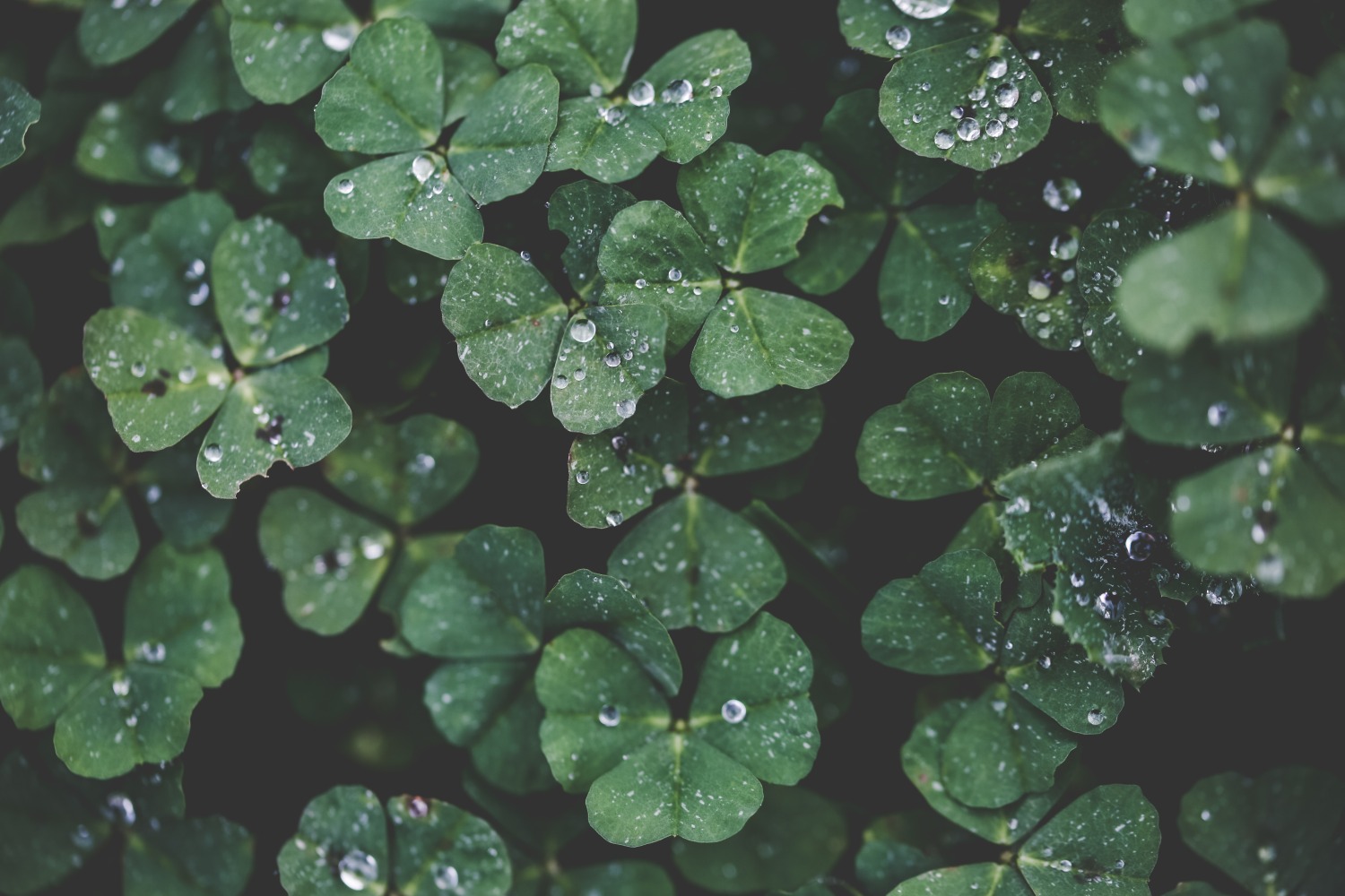 Gift Cards Clover Fields