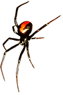 redback spider canberra act pest control