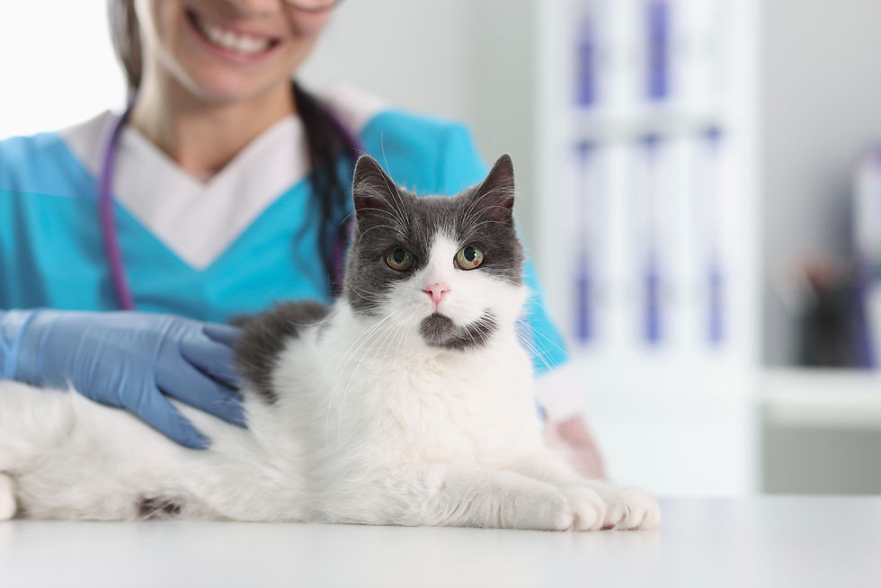 Cat being pet by veterinarian