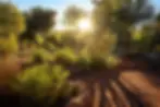 Temperature and Soils in Drylands - Permaculture