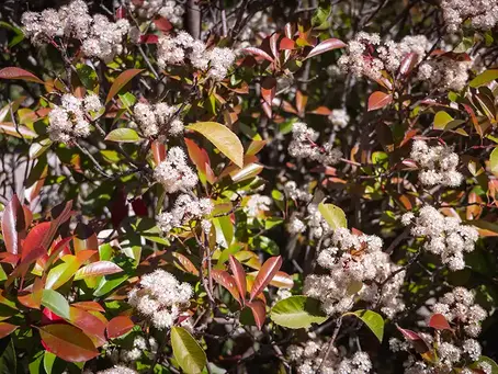 Photinia × fraseri – Red Tip Photinia, Fraser Photinia