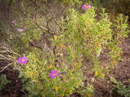 Cistus creticus - Pink rock-rose, Cretan rock-rose