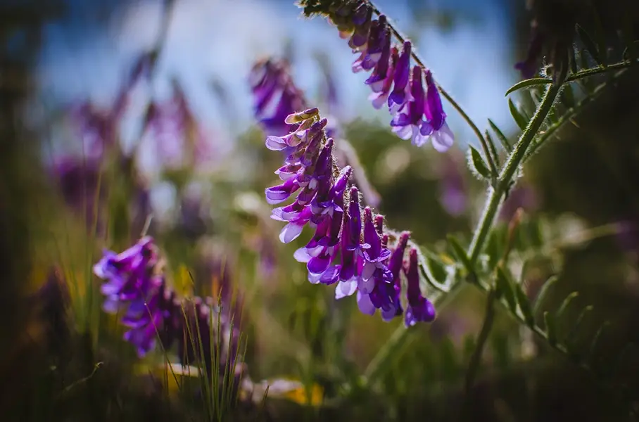 Vicia villosa – Hairy Vetch, Winter Vetch