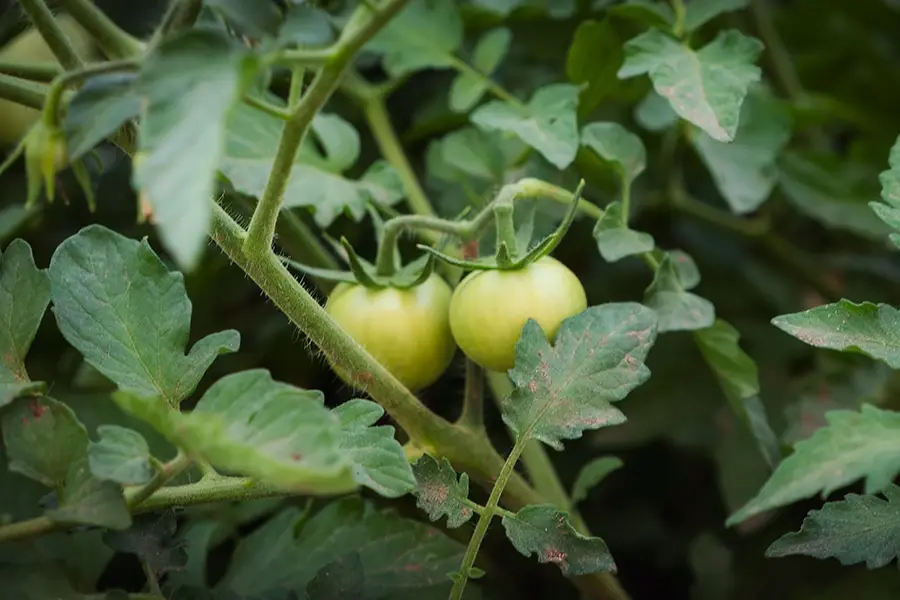 Solanum lycopersicum – Tomato