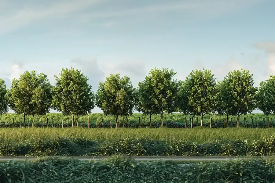 Windbreaks: A Detailed Look