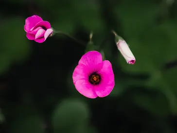 Oxalis articulata – Pink Sorrel