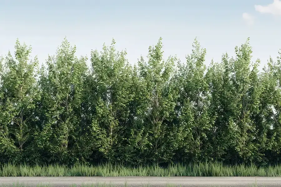 Types of Windbreaks