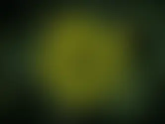 Euphorbia helioscopia – Sun Spurge, Madwoman’s Milk