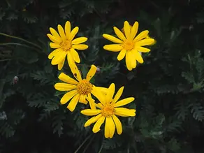 Euryops pectinatus – African Bush Daisy, Grey-leaved Euryops