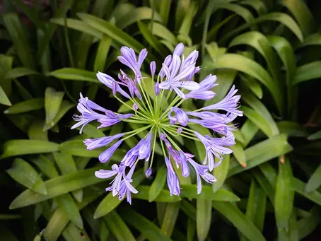 Agapanthus africanus – African Lily, Lily of the Nile