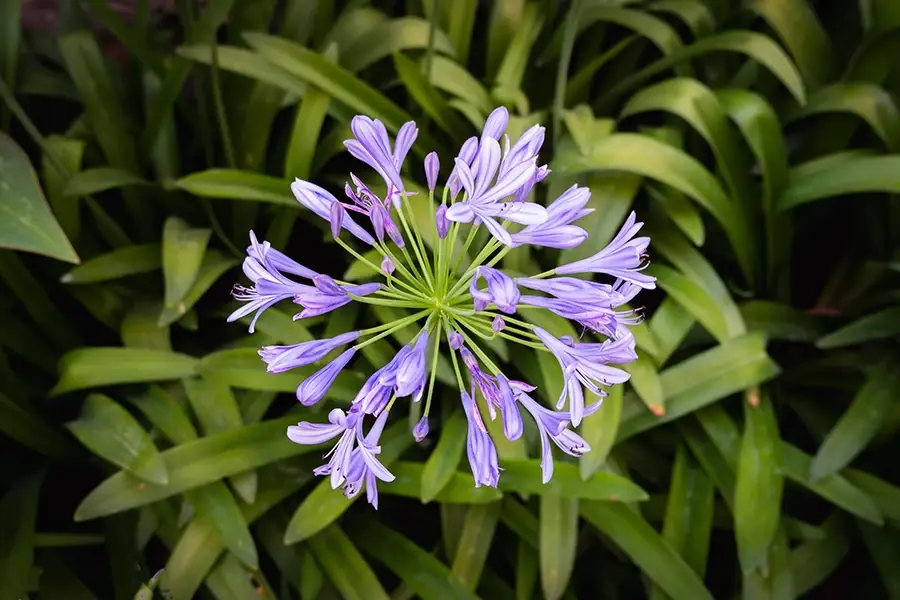 Agapanthus africanus – African Lily, Lily of the Nile
