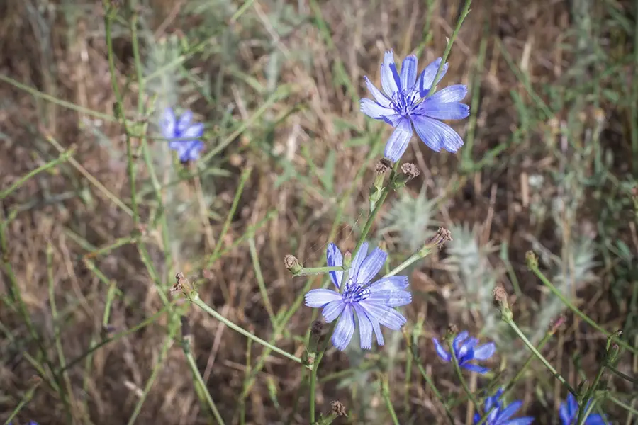 Cichorium intybus - Chicory, Blue weed
