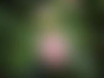 Lantana camara – Lantana