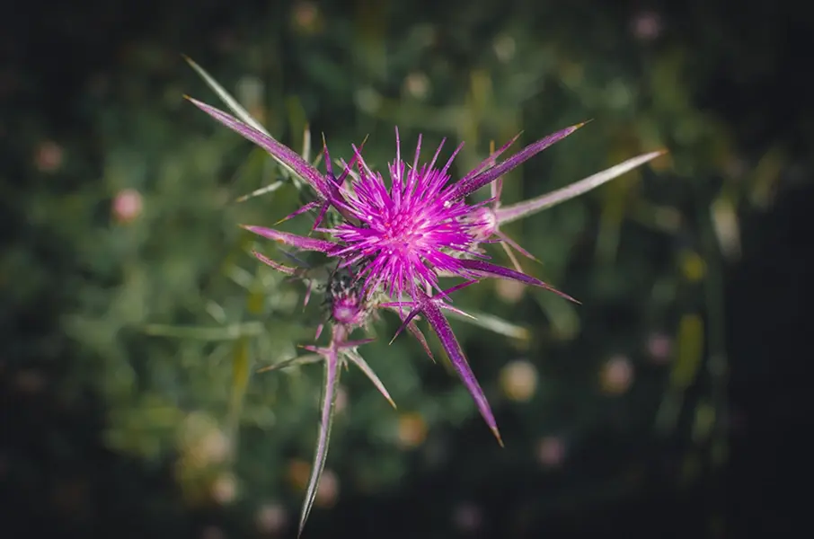 Notobasis syriaca – Syrian Thistle