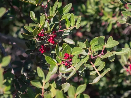 Pistacia lentiscus – Mastic Tree