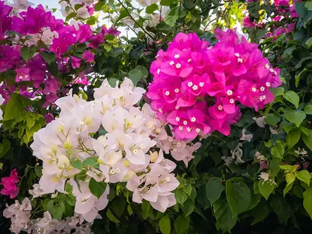 Bougainvillea spectabilis – Great Bougainvillea