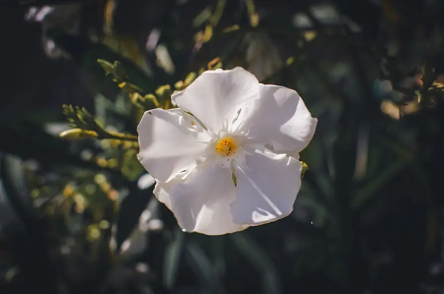 Nerium oleander – Oleander
