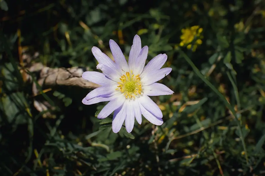 Anemone blanda – Balkan Anemone, Grecian Windflower