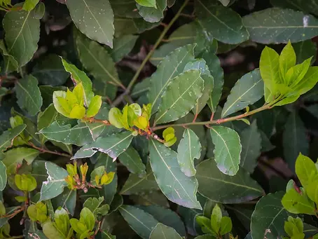 Laurus nobilis – Bay Laurel