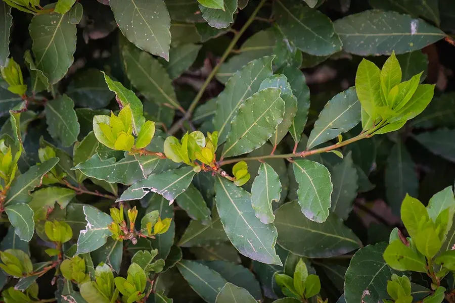 Laurus nobilis – Bay Laurel