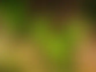 Dracunculus vulgaris - Dragon Arum