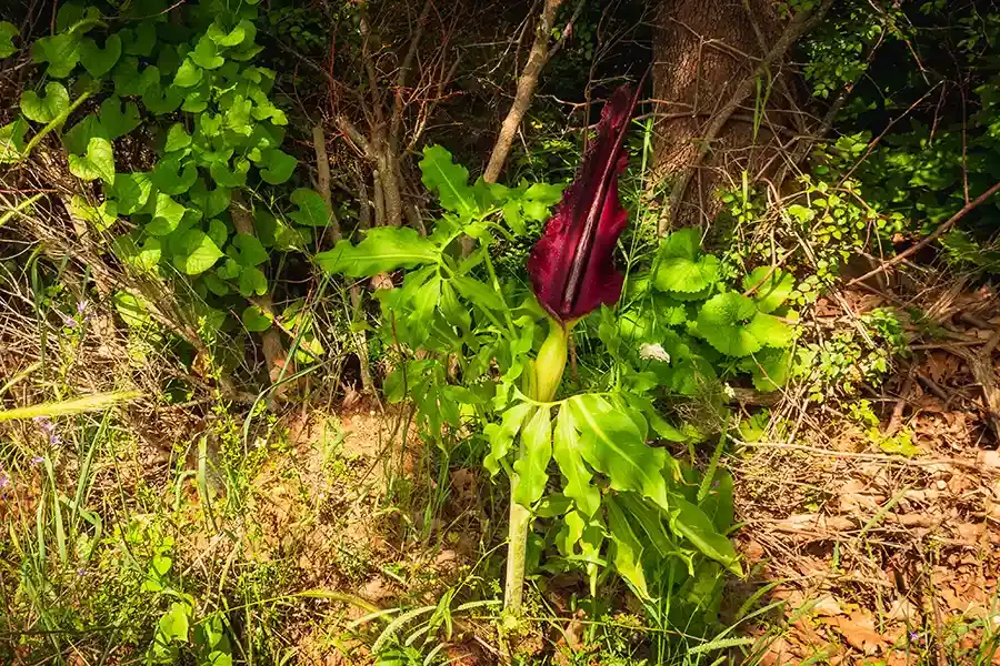 Dracunculus vulgaris - Dragon Arum