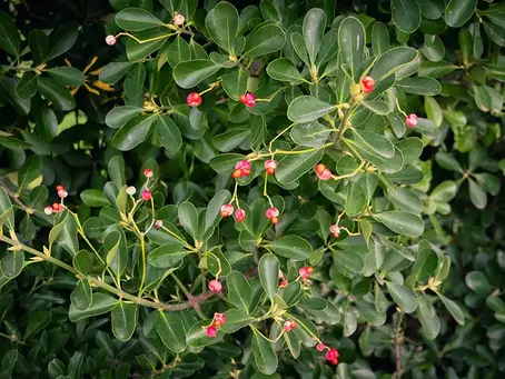 Euonymus japonicus – Japanese Spindle