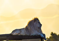 lion4.jpeg