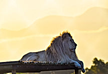 lion4.jpeg