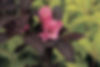 Weigela Wine & Roses