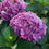 Thumbnail: Let’s Dance Lovable® Hydrangea